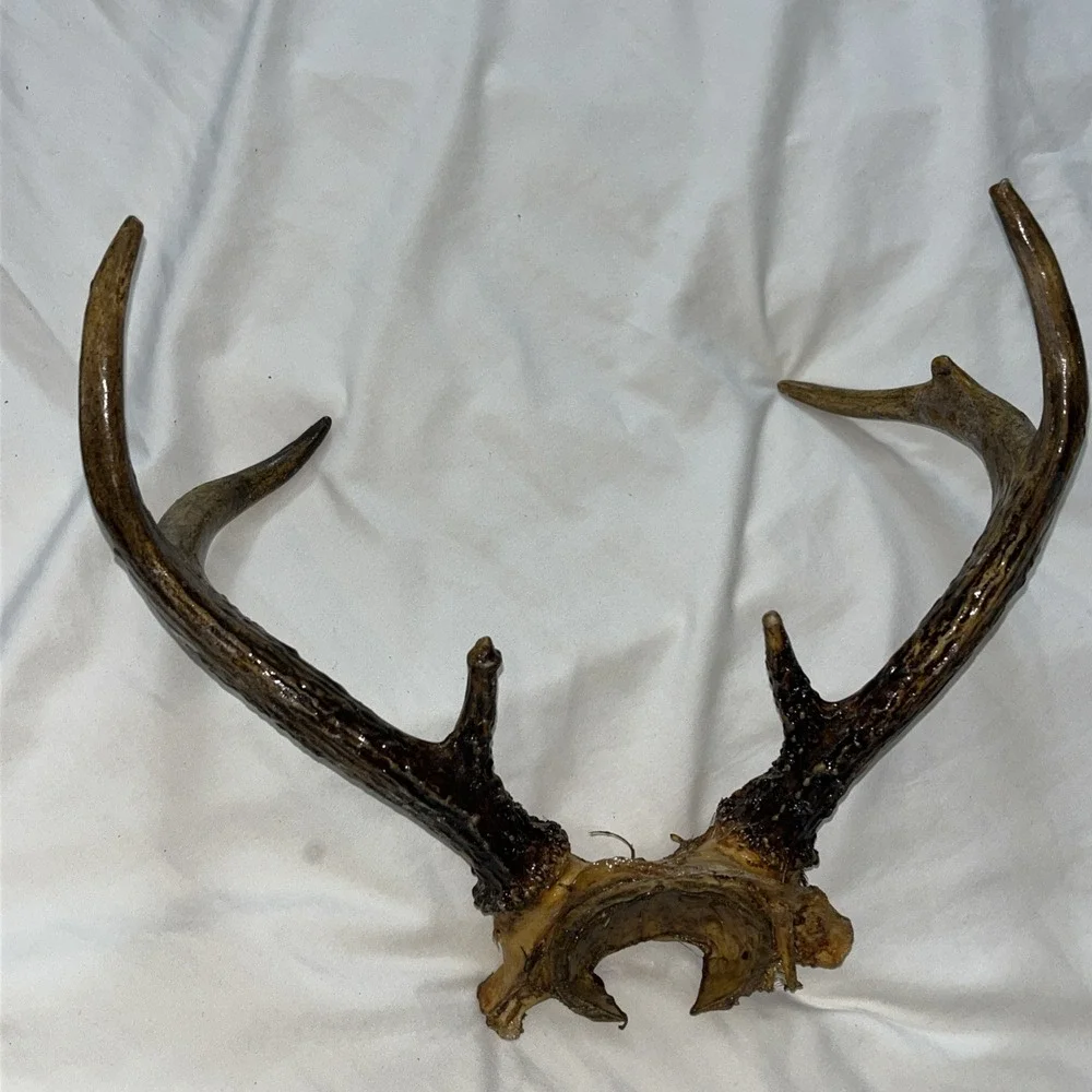 Genuine Deer Antlers Small 7 point Man Cave Decor Antler Polished‎ Hunters Skull